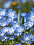 Baby Blue Eyes Flower Seeds: Nemophila Menzies Ground Cover flower seeds
