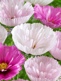 15 MIX COSMOS 'Cups and Saucers' seeds---Flower seeds--Plant seeds--Gardening--Seeds--Gift flower seeds