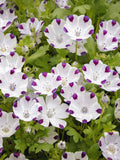 Five Spot Flower Seeds - Nemophila maculata - Borage Family - Buffalo Eyes - What a beauty - flower seed flower seeds