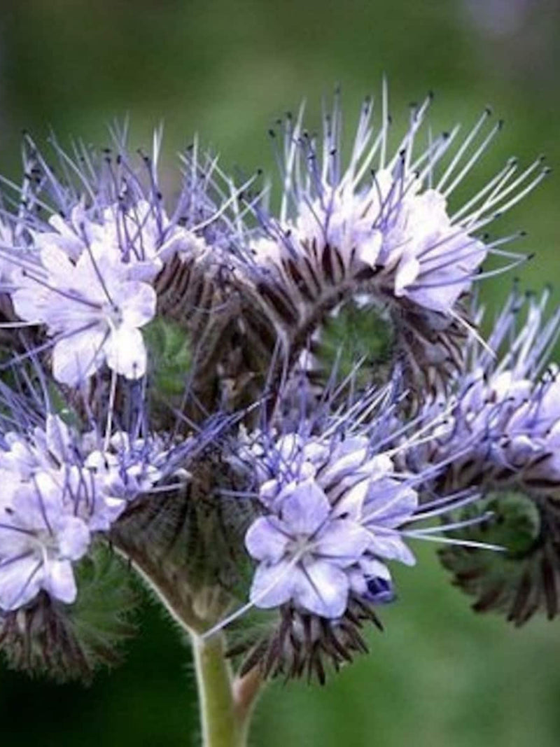 Purple Tansy Flower Seeds: Bee & Pollinator Garden flower seeds