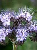 Purple Tansy Flower Seeds: Bee & Pollinator Garden flower seeds