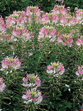 Cleome - Colour Explosion - Light Pink Bee Pollinator Flower flower spore