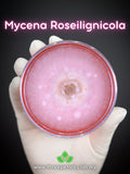 Raspberry Bonnet (Mycena Roseilignicola) Live Mycelium Mushroom Culture Spawn flower spore