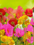 ICELAND POPPY SEEDS - Cold Hardy Perennial Giant Icelandic Poppies Attracts Honeybees / Bumblebees / Great Cut Flowers - Iceland Poppy Seeds seeds bulk