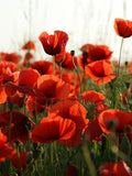 REMEMBRANCE DAY POPPY Flower Seeds - Flanders Poppies Common Poppy / Corn Poppy / Corn Rose / Field Poppy, Flanders Poppy - Red Poppy Seeds flower seeds