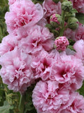 Double-flowered pink alcea 30 seeds - seeds graines samen flower seeds