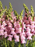 25 seeds Snapdragon Potomac Lavender Antirrhinum majus flower spore