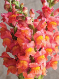 25 seeds Snapdragon Potomac Orange Antirrhinum majus flower spore