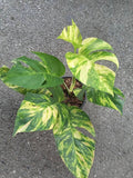 Epipremnum Pinnatum Golden Flame flower spore