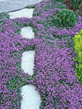 Creeping Purple Thyme 2000 seeds. Perennial ground cover. Pollinators garden. seeds bulk