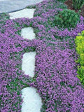 Creeping Purple Thyme 2000 seeds. Perennial ground cover. Pollinators garden. flower seeds
