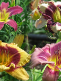 Daylily Seeds Colour Mix for the Garden, 15 Seeds, Landscape Flower Easy to Grow, Zones 2-8 Perennial Seeds Start Anytime, Hemerocallis seeds bulk