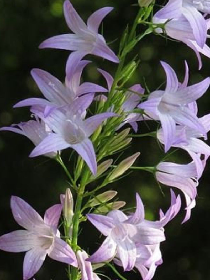 200 Rampion Bellflower Seeds*Turnip Like Root Vegetable & Ornamental*Rover Bellflower*Rapunzel*Campanula rapunculus samen*FLAT RATE SHIPPING flower seeds