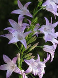 200 Rampion Bellflower Seeds*Turnip Like Root Vegetable & Ornamental*Rover Bellflower*Rapunzel*Campanula rapunculus samen*FLAT RATE SHIPPING flower seeds