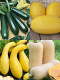 Gardener's Favorites Squash Collection-( 20 Seeds )- Heirloom ***Fast Flat Rate Shipping All Canadian Heirloom Seeds seeds bulk
