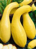 Vegetable Seeds Squash 10 Golden Summer Crookneck Squash Seeds- COMBINED SHIPPING ***Fast Flat Rate Shipping All Canadian Heirloom Seeds seeds bulk