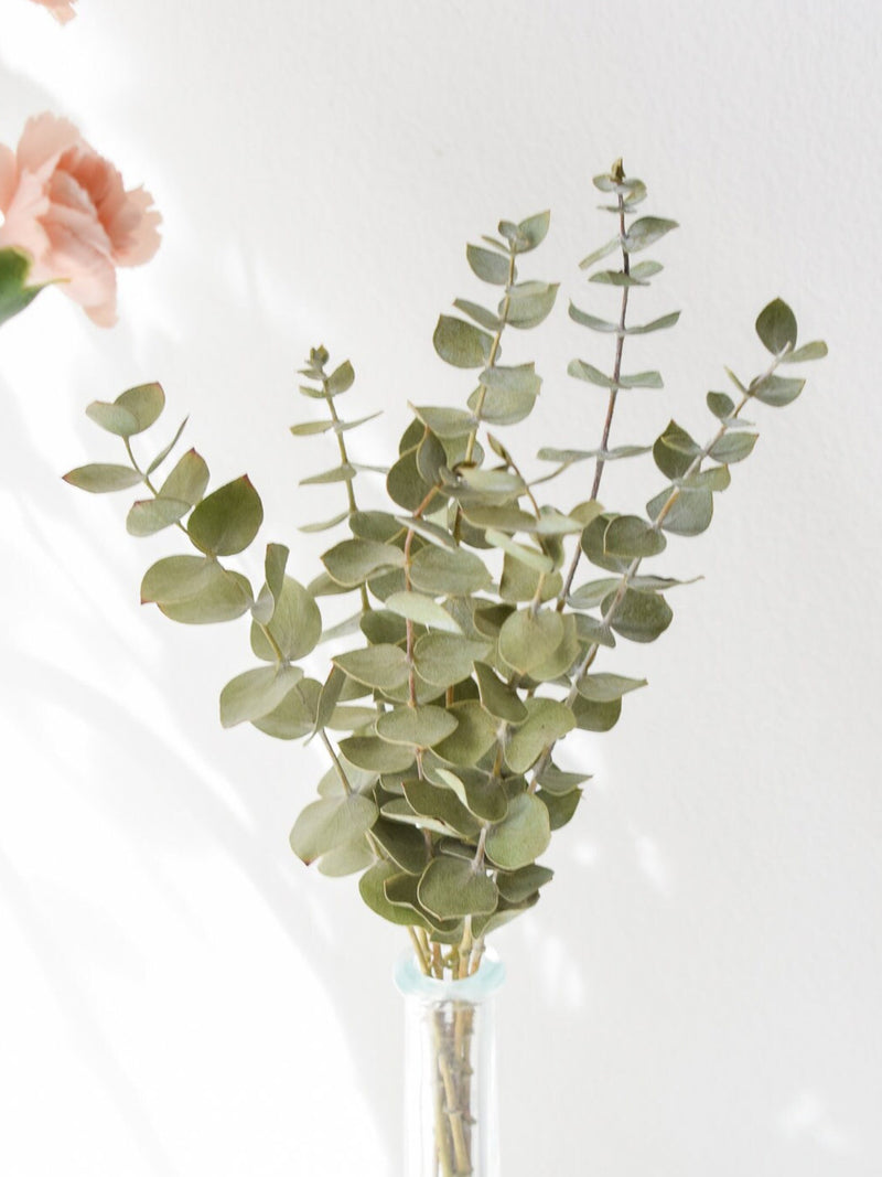 Mini Dried Baby Blue Eucalyptus Stems: Preserved Floral Bouquet Home Decor FLOWER DELIVERY