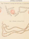 Anthrax Bacterium - Original Print out of The Botanical Atlas by D M'Alpine - NY 1883 flower spore