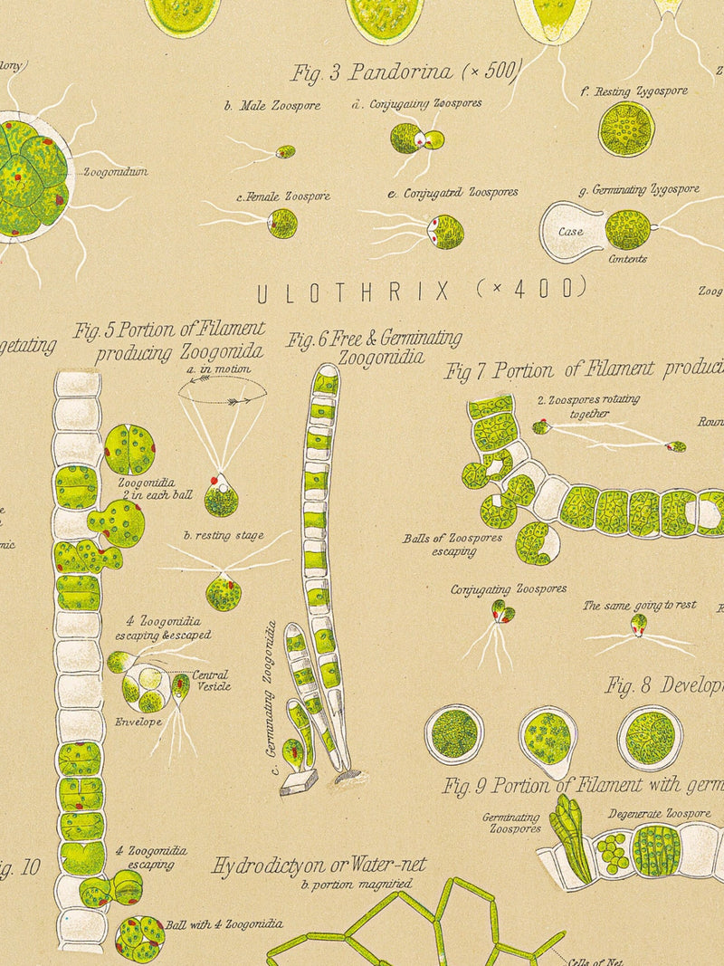 Protococcus - Water net - Original Print out of The Botanical Atlas by D M'Alpine - NY 1883 flower spore
