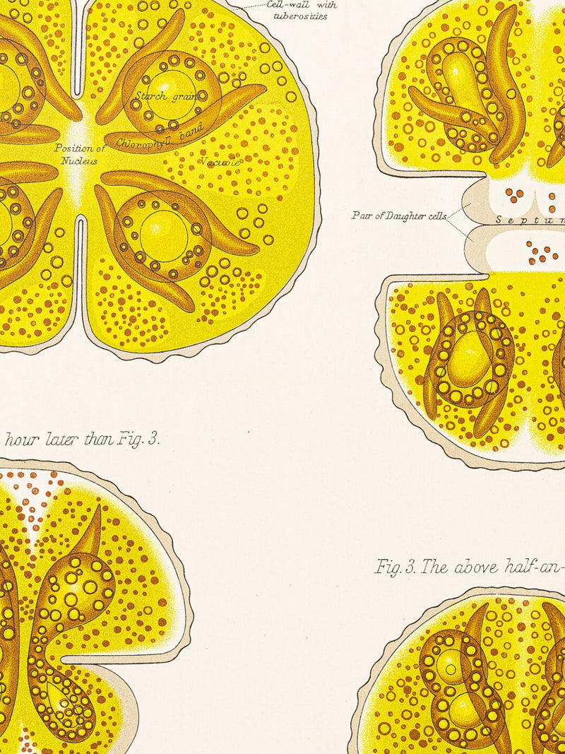 Desmid - Original Print out of The Botanical Atlas by D M'Alpine - NY 1883 flower spore