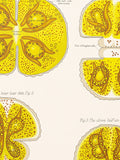 Desmid - Original Print out of The Botanical Atlas by D M'Alpine - NY 1883 flower spore