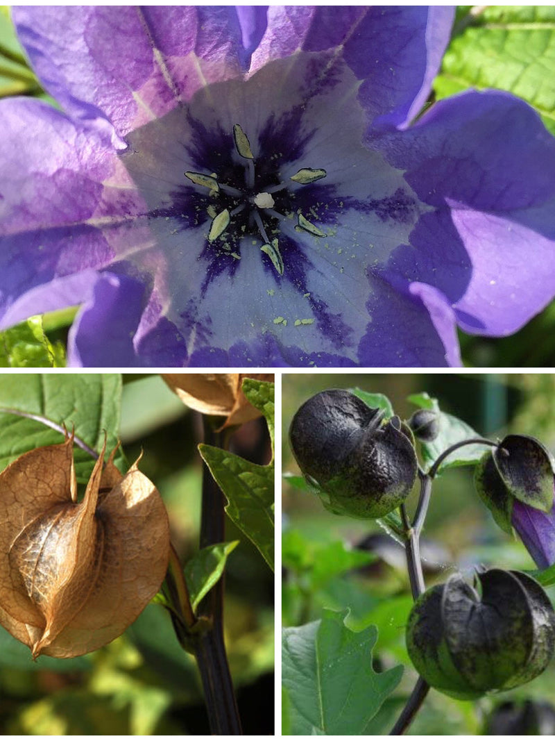 15+ Apples of Peru Flower Seeds - Shoofly Insect Repellent Plant /  Used in Flower in Arrangements Bouquets as a Filler Plant - Shoofly Seed flower spore