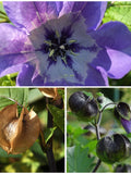 15+ Apples of Peru Flower Seeds - Shoofly Insect Repellent Plant /  Used in Flower in Arrangements Bouquets as a Filler Plant - Shoofly Seed flower spore