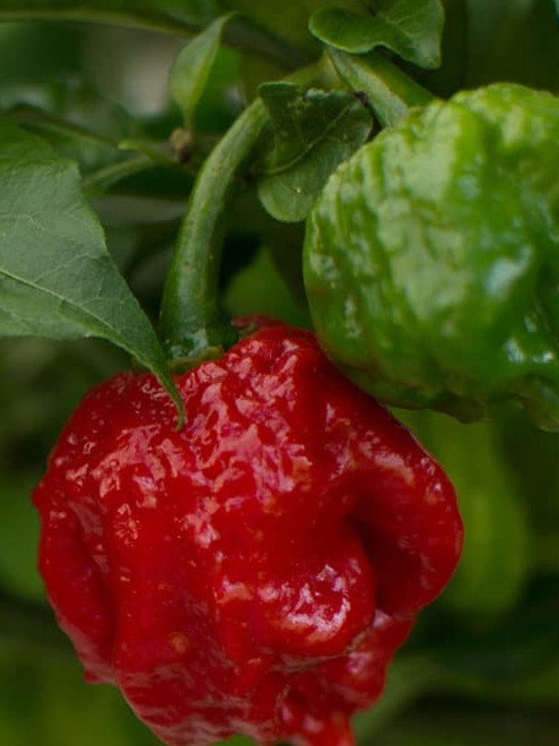 10+ Caroline Reaper Pepper seeds-Non GMO-in the World-Z006-Capsicum Chinense-Hottest Peeper in the World! flower spore