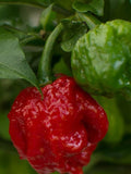 10+ Caroline Reaper Pepper seeds-Non GMO-in the World-Z006-Capsicum Chinense-Hottest Peeper in the World! flower spore