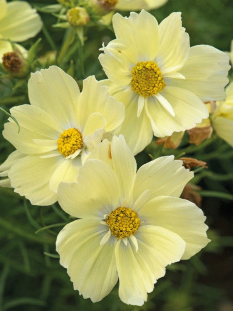 20 COSMOS 'Lemonade' seeds---Flower seed flower seeds