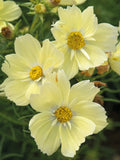 20 COSMOS 'Lemonade' seeds---Flower seed flower seeds
