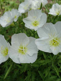 Pale Evening Primrose Seeds: White Oenothera pallida, Fragrant Blooms (Approx. 200 Seeds) flower spore