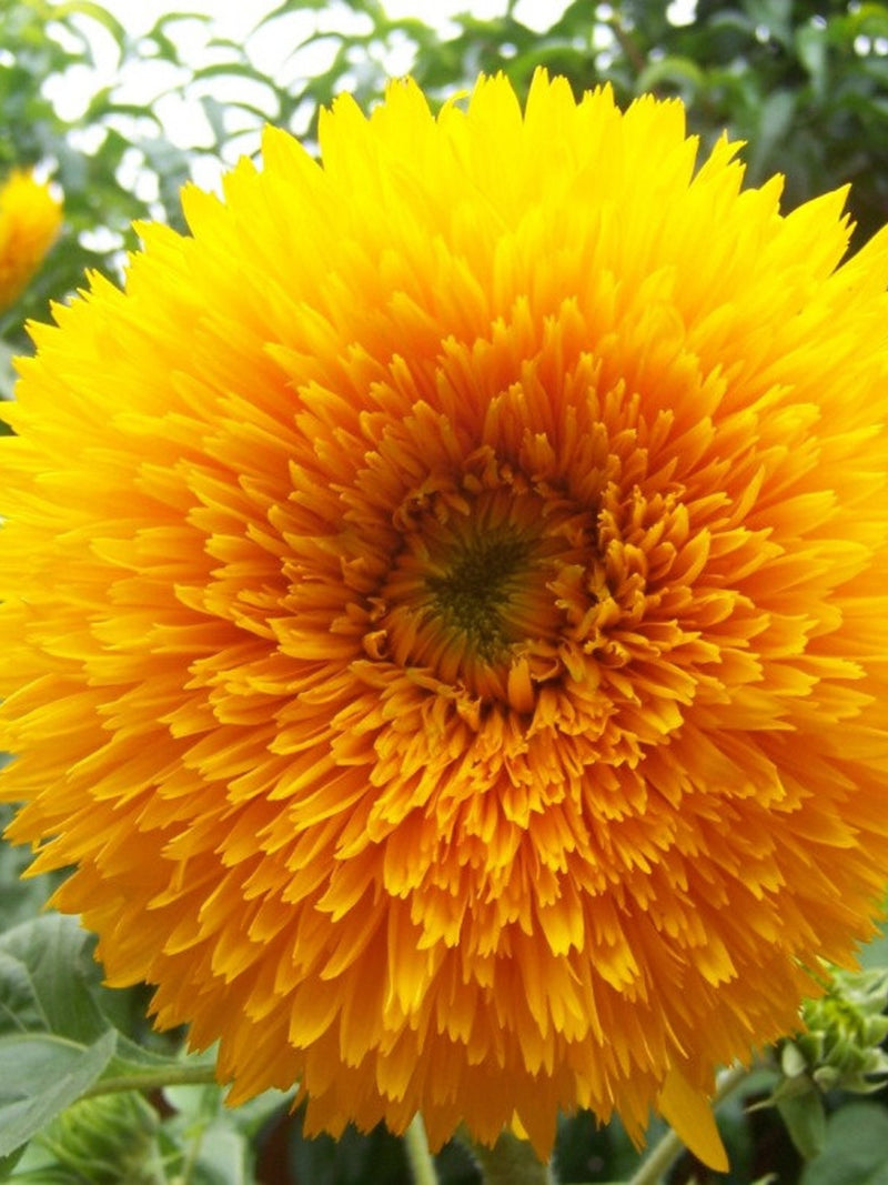 Teddy Bear Sunflower Seeds: Edible Petals, Bee Pollinator Flower flower seeds