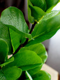 18" Fiddle Leaf fig stem, Artificial Greenery, Faux Fig Spray, Artificial Greens, Floral stems, Flower Bunch, Bouquet making, Wreath making faux plants