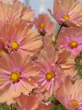 Cosmos ÔApricottaÕ Seeds | 20 Seeds | Peach-Apricot Blooms | Cottage Garden | Cut Flower | Easy Annual flower spore