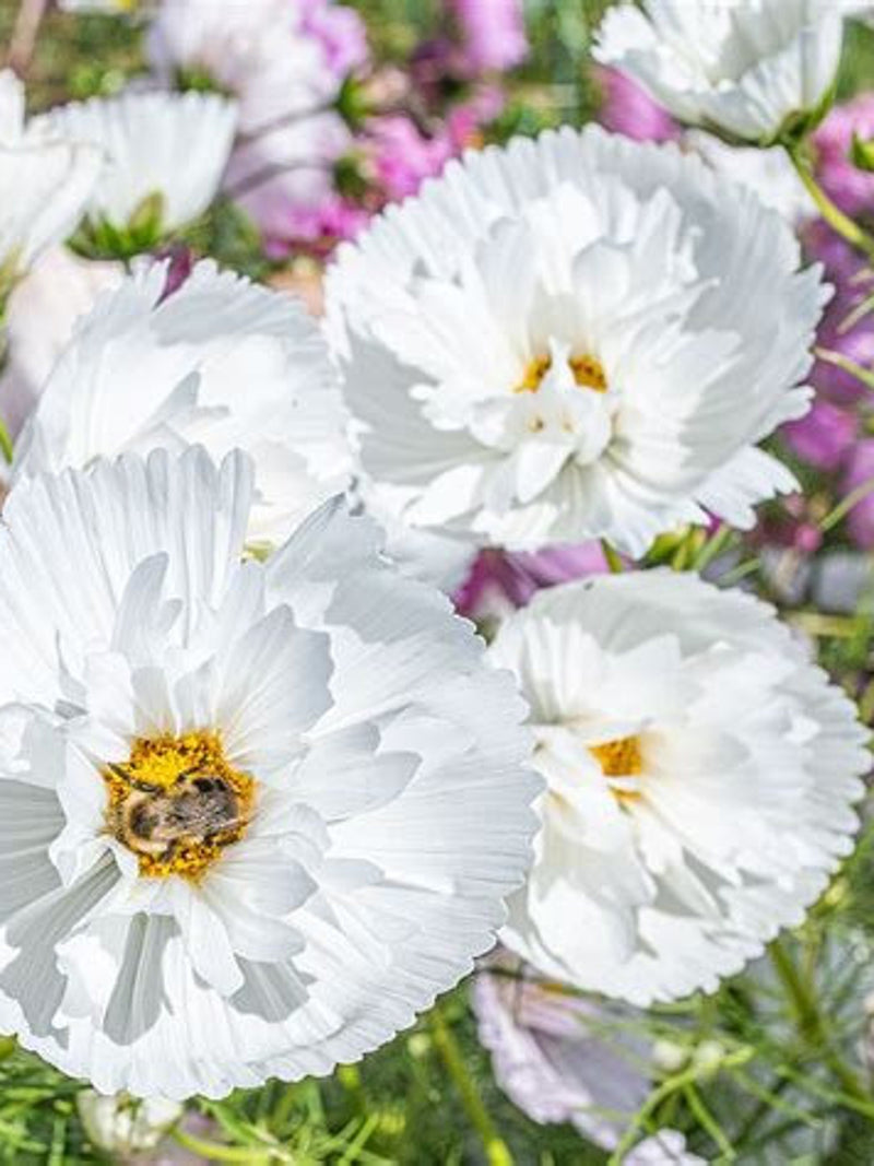 20 seeds Cosmos 'Cupcake White' Cosmos bipinnatus FLOWER DELIVERY