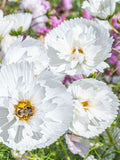 20 seeds Cosmos 'Cupcake White' Cosmos bipinnatus FLOWER DELIVERY