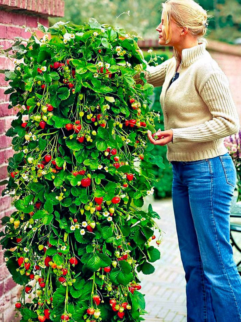 Mount Everest Climbing Strawberry Seeds, 100 Everbearing Organic Seeds seeds bulk