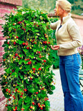 Mount Everest Climbing Strawberry Seeds, 100 Everbearing Organic Seeds seeds bulk