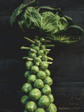 Bulk 300 Long Island Brussels Sprouts Heirloom Seeds, Brassica oleracea var. gemmifera BR073C seeds bulk