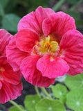 Nasturtium ÔWhirlybird Cherry RoseÕ Seeds | 10 Seeds | Edible Flowers | Compact Variety | Container Garden Annual flower spore