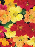 15 seeds Nasturtium ÔGlorious Gleam MixÕ Tropaeolum majus flower spore