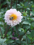 Pompon Dahlia:  D. Variabilis, Heirloom Annual Cut Flower, 40 - 46" Tall (25 Seeds) flower seeds
