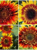 10+THE JOKER SUNFLOWER Seeds - Really Cute Joker Sunflowers Pollen Free Cute Flowers for Fresh Flower Arrangements / Bouquets / Garden -Seed flower spore