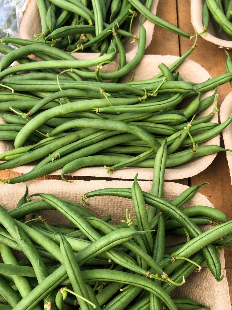 TENDER GREEN BEAN Seed - 6" Long Stringless Green Bush Beans seeds bulk