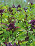 Basil Herb Mix (Cinnamon / Lemon): Ocimum Basilicum, Culinary & Medicinal (25 Seeds) seeds bulk