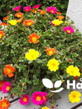 Moss Rose mix - Portulaca Grandiflora - 3000 seeds - Flower For Hanging basket - Succulent seeds bulk