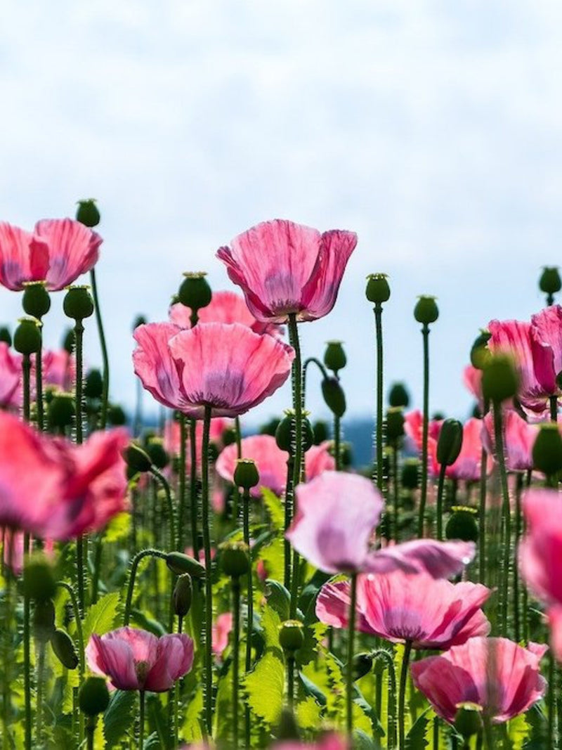 250 AFGHAN POPPY Mixed Colors Papaver Somniferum Pink Purple White Flower Seeds *Flat Shipping flower seeds