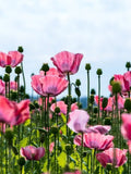250 AFGHAN POPPY Mixed Colors Papaver Somniferum Pink Purple White Flower Seeds *Flat Shipping flower seeds
