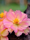 15 Rare PEACH COSMOS seeds---Flower seeds--Plant seeds--Gardening--Seeds--Gift flower seeds